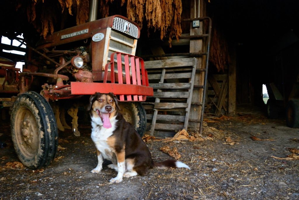 Photo of dog in tobacco barn