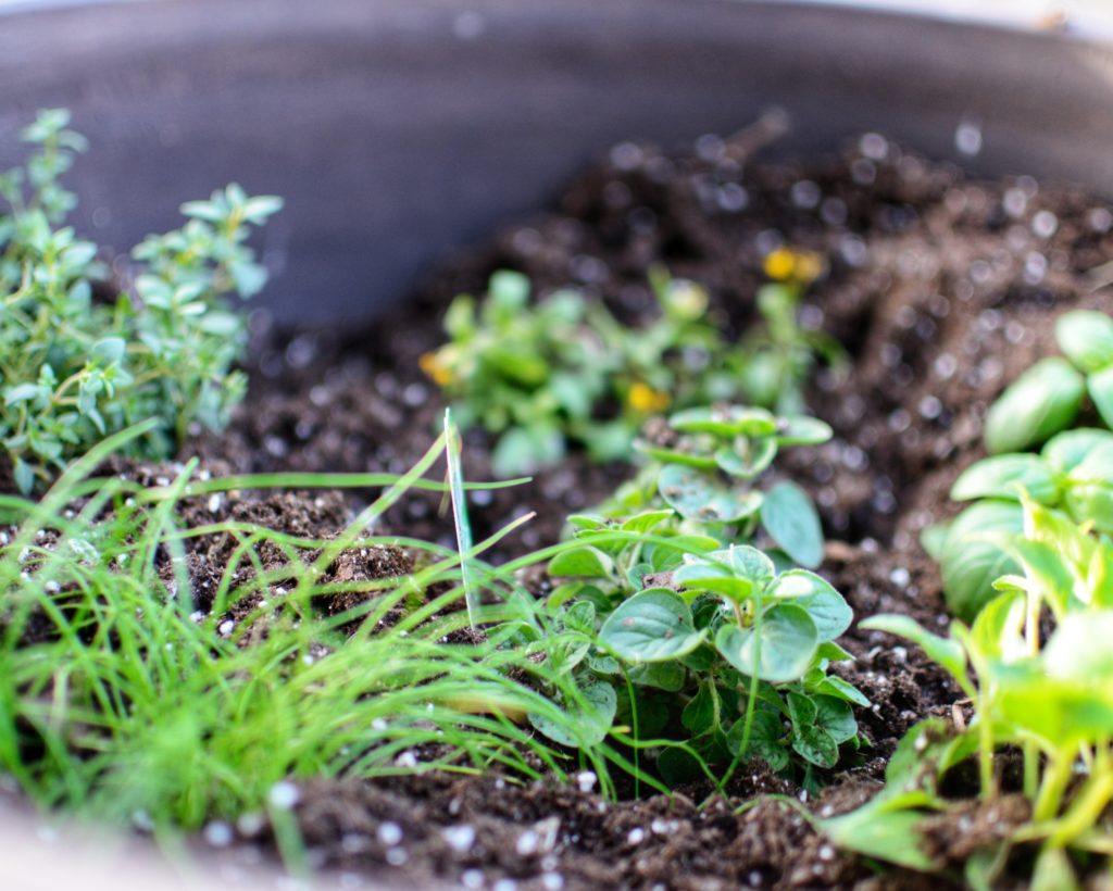 Up close photo of herbs in a gardening container
