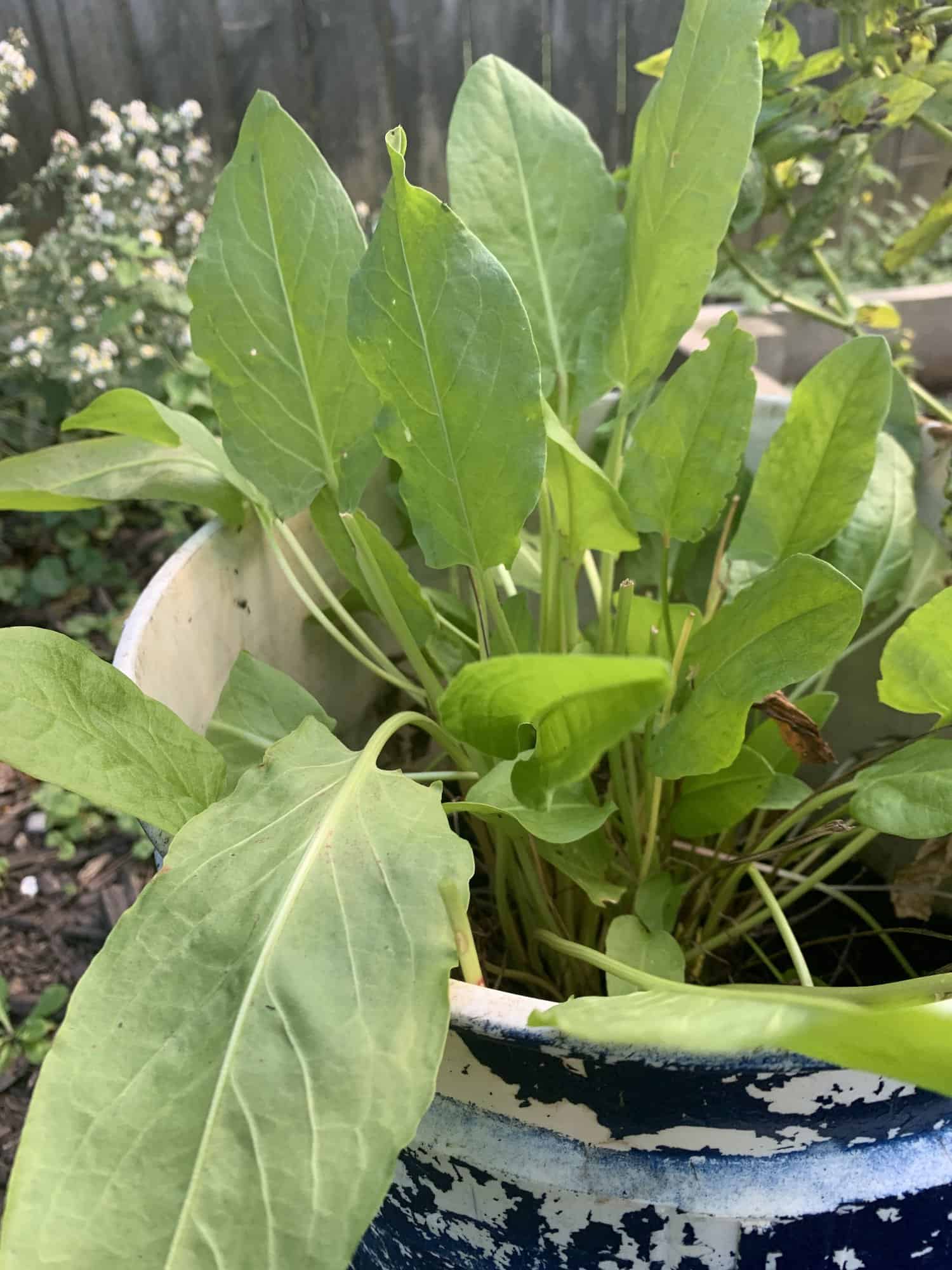 Sorrel Plant in container