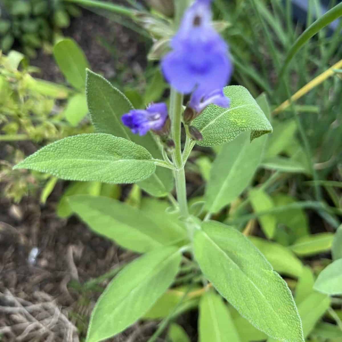Sage plant with purple blooms in garden