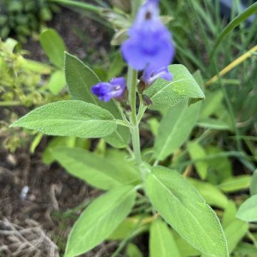 Sage plant with purple blooms in garden