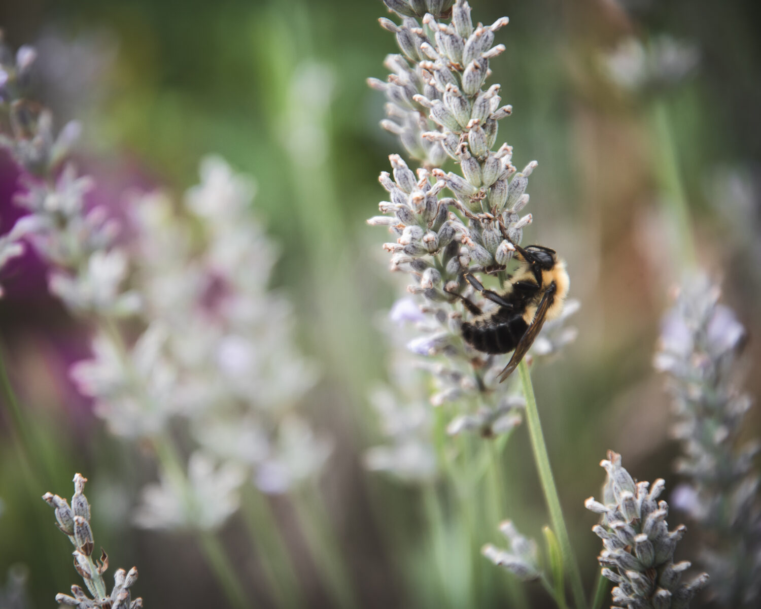 Bumble bee collecting pollen on lavender flower buds.