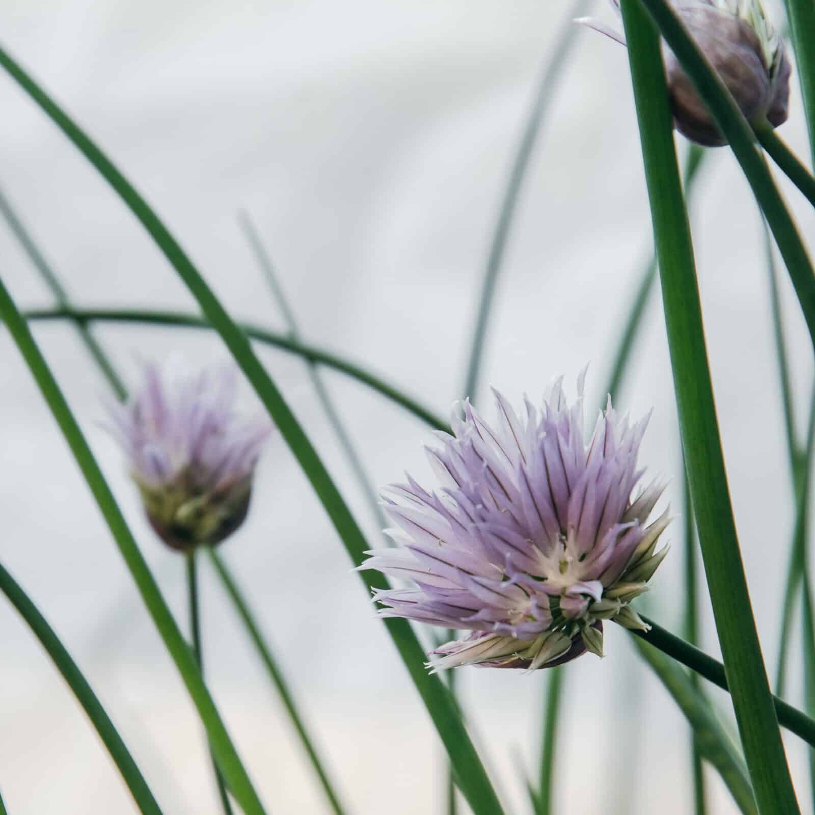 Purple and white chive flowers blooming at dusk.