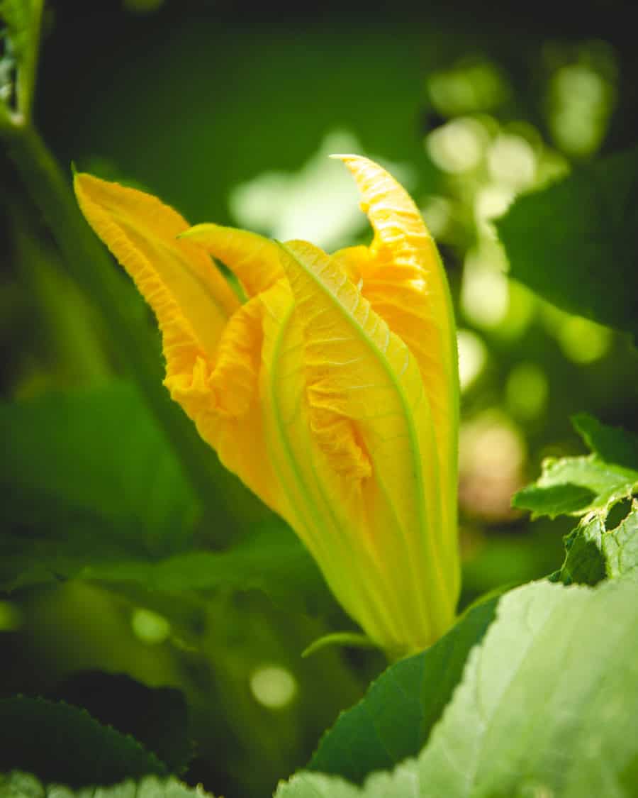 Close-up of a yellow edible flower bud in a garden setting.