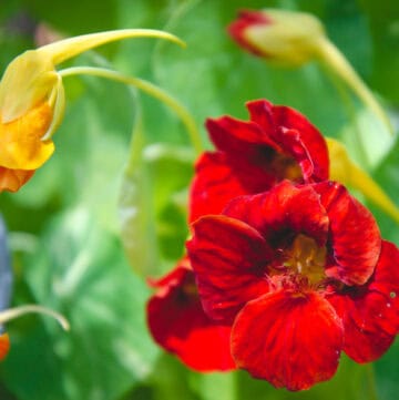 Vibrant red and yellow edible flowers growing in a lush garden.